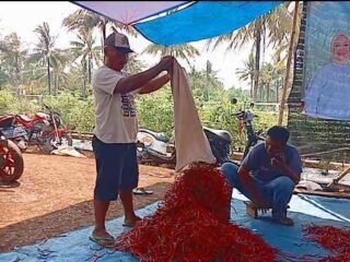 Modal Nekad Tanam Cabai 1 Hektar, Sujianto Kini Jadi Jutawan Baru
