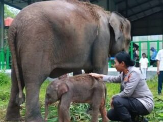 Heti, Nama Kapolres Lampung Timur Kini Diabadikan Pada Bayi Gajah Way Kambas
