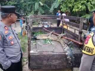 Buaya Muncul di Kebon Sawit, 3 Orang Nyaris Jadi Korban
