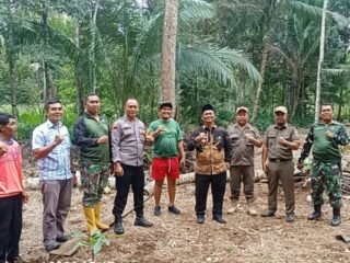 Dua Ekor Harimau Sumatera Kembali Muncul di Perladangan Warga Kecamatan Bandar Sribawono