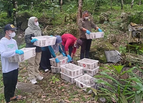 BKSDA Bengkulu Gagalkan Penyelundupan 620 Ekor Burung Liar