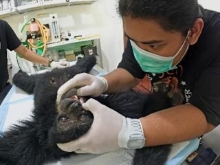 Siamang Betina Ditemukan dengan 4 Peluru Senapan Angin di Tubuhnya
