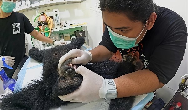 Siamang Betina Ditemukan dengan 4 Peluru Senapan Angin di Tubuhnya