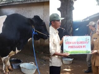 Sapi Kurban 965 Kg dari Presiden Prabowo Diserahkan di Sekampung Udik Lamtim