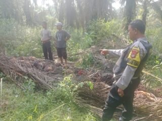 Curi 1 Ton Buah Sawit, Pria Asal Marga Sekampung Diciduk Polisi